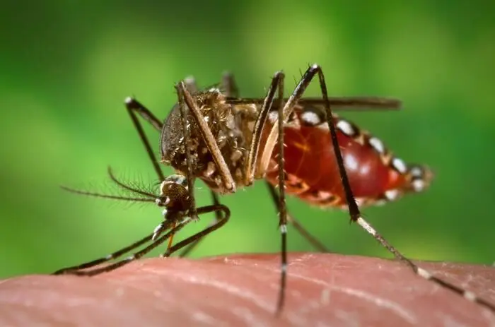 Balanço: Paraíba teve mais de 8 mil casos e nove mortes por arboviroses em 2025