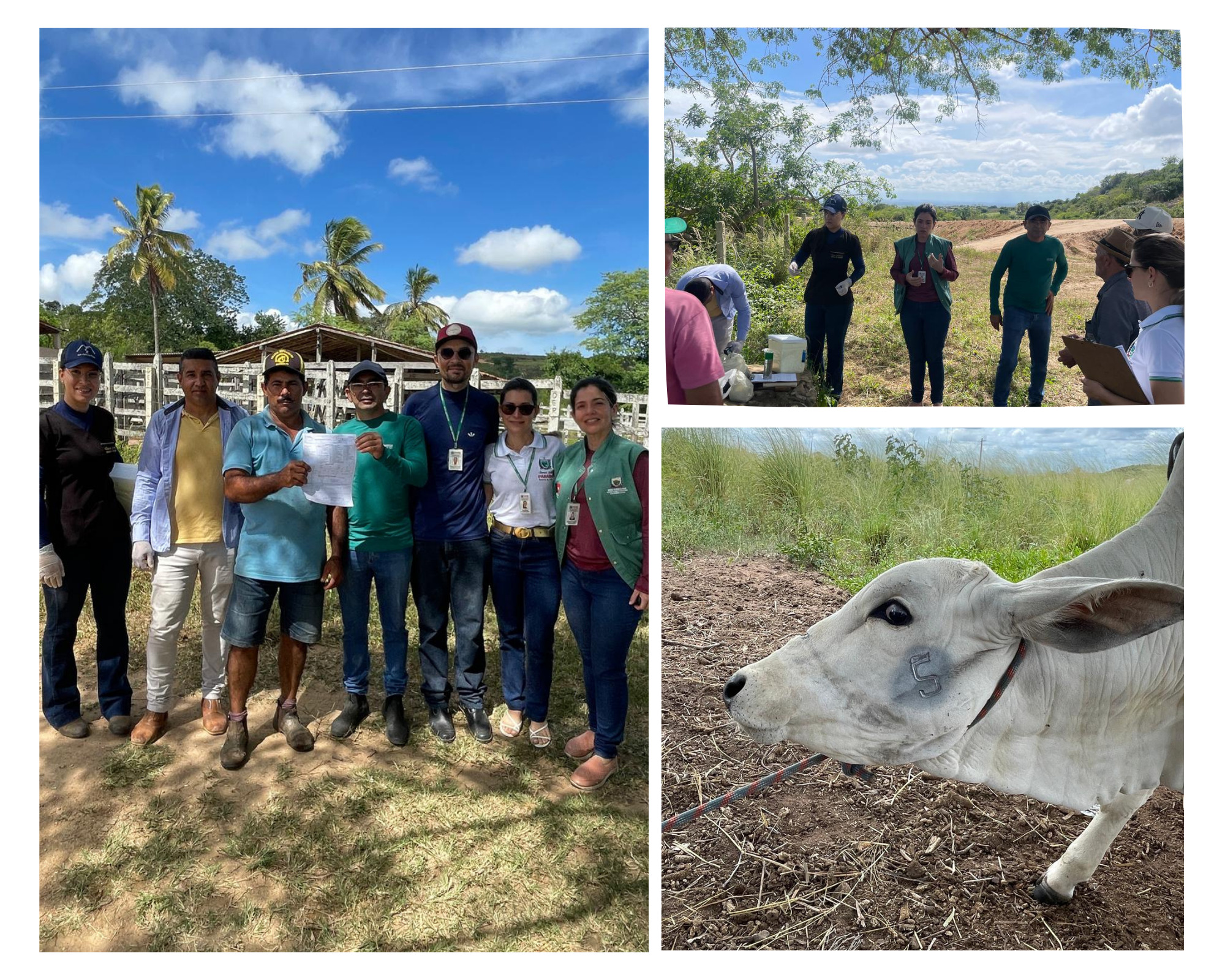 Equipes da Prefeitura e Defesa Agropecuária realizam visitas ao homem do campo para vacinação contra a brucelose em Araruna