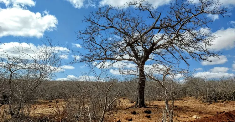 Governo Federal reconhece situação de emergência em cidades da Paraíba