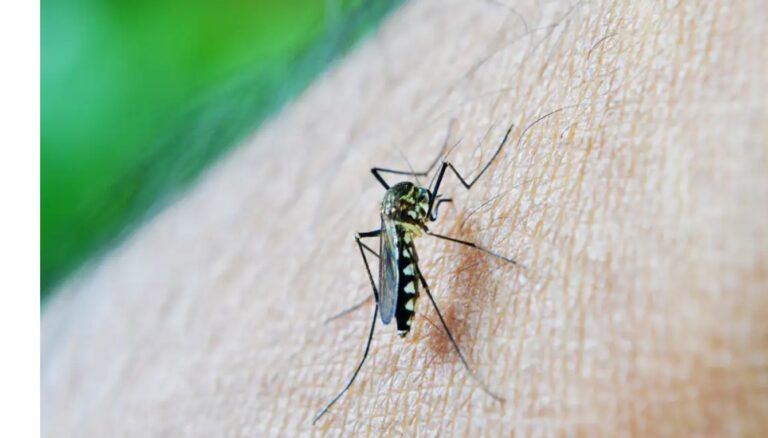 Paraíba tem 12 mortes em investigação por dengue e chikungunya; veja em quais cidades