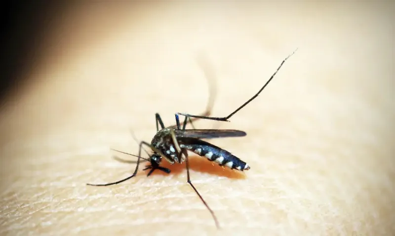 Paraíba confirma 14 mil casos e 11 mortes por dengue em 2024