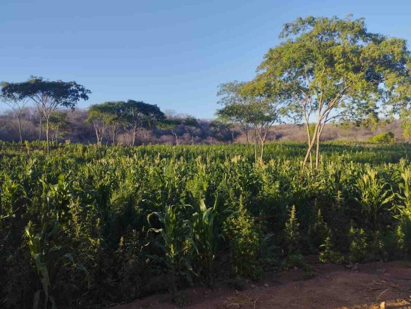 Ex-prefeito é preso suspeito de financiar plantação de maconha com dinheiro público