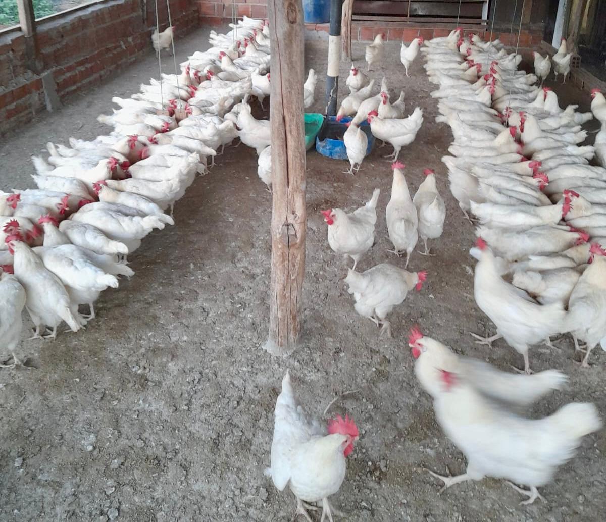 Avicultura alternativa em Cabaceiras cresce com fabricação de ração e planejamento  da unidade de beneficiamento de ovos