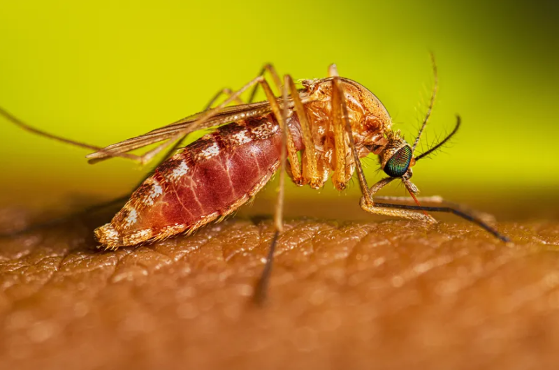 Paraíba registra primeiros casos de febre oropouche, doença transmitida pelo maruim