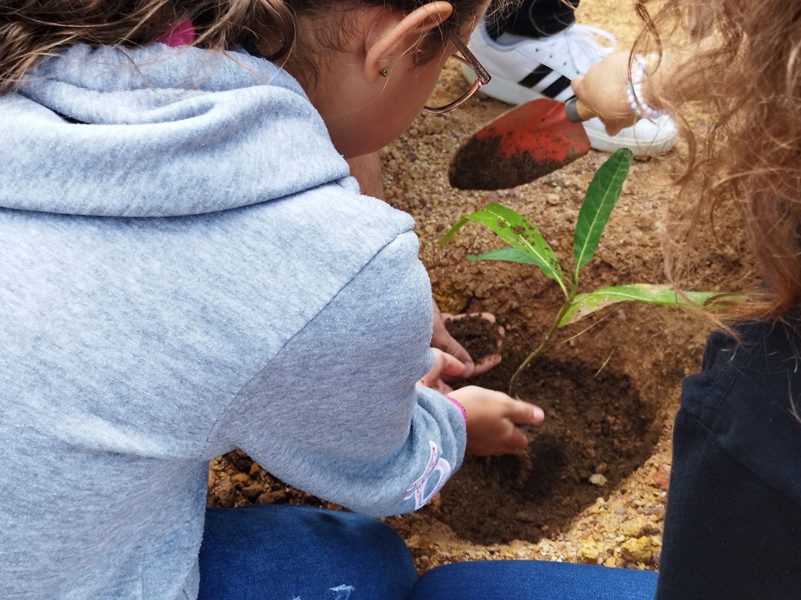 Cuité terá plano diretor para arborização urbana e avaliação das árvores da cidade