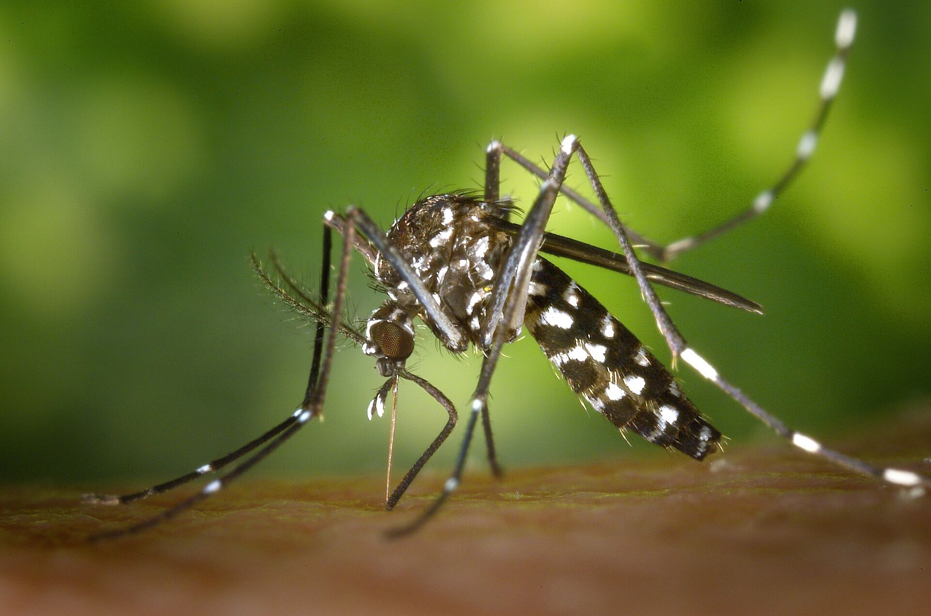 Paraíba confirma sexta morte por dengue; estado tem 187 municípios em alerta