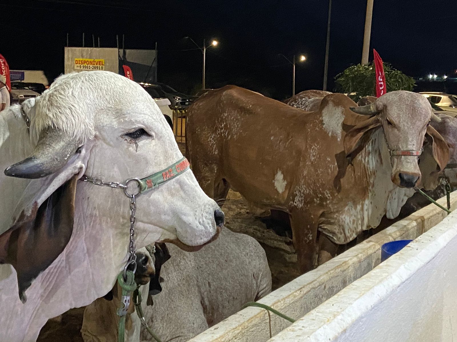 Feira Agropecuária do Brejo Paraibano deve movimentar R$20 milhões e impulsionar o agronegócio regional