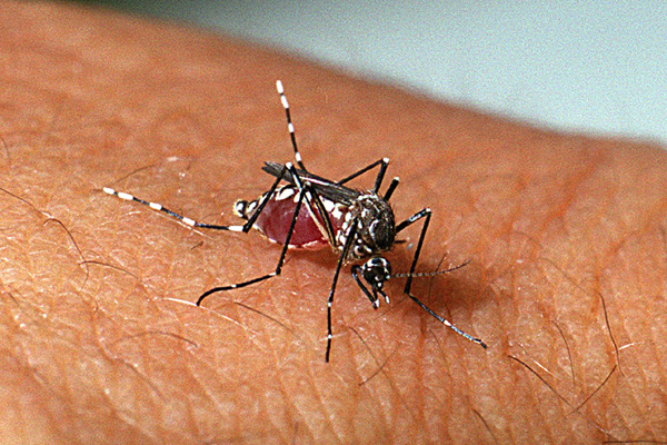 Paraíba tem aumento de 40% nos casos de dengue em janeiro, com 674 registros