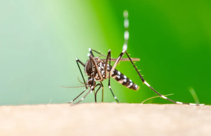 Paraíba registra 1ª morte por Chikungunya em 2025; casos diminuíram em 50%