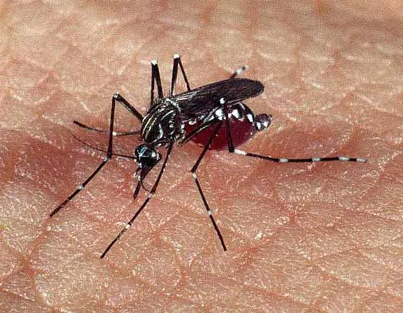 Dengue: Paraíba registra segunda morte pela doença em 2024