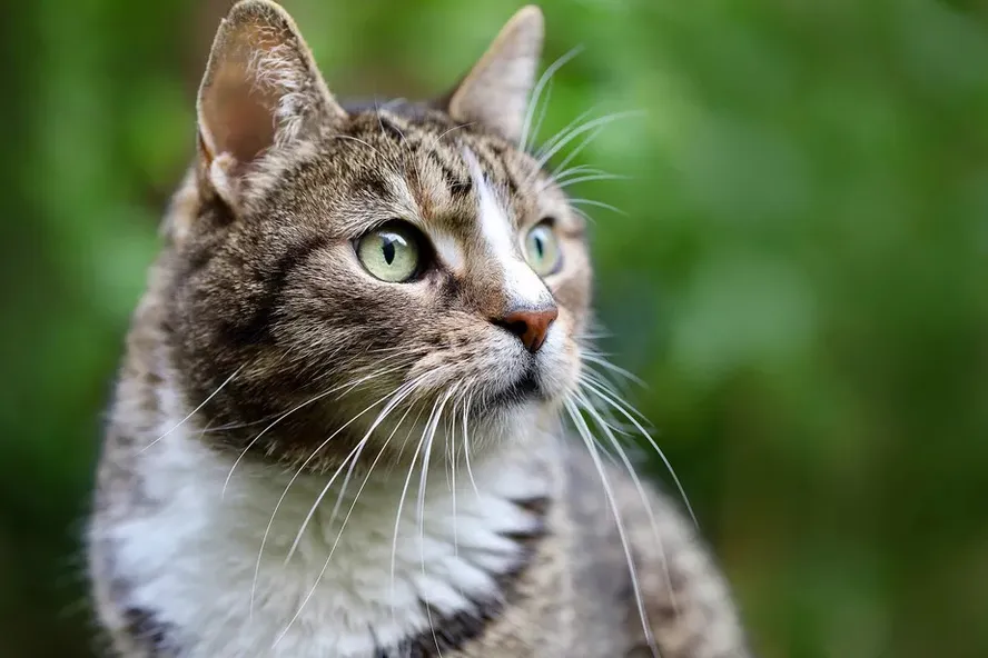 Esporotricose: doença transmitida por gatos que está descontrolada