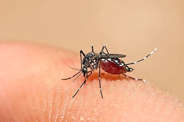 Paraíba registra explosão no número de casos de dengue, zika e chikungunya com mais de 5,5 mil notificações
